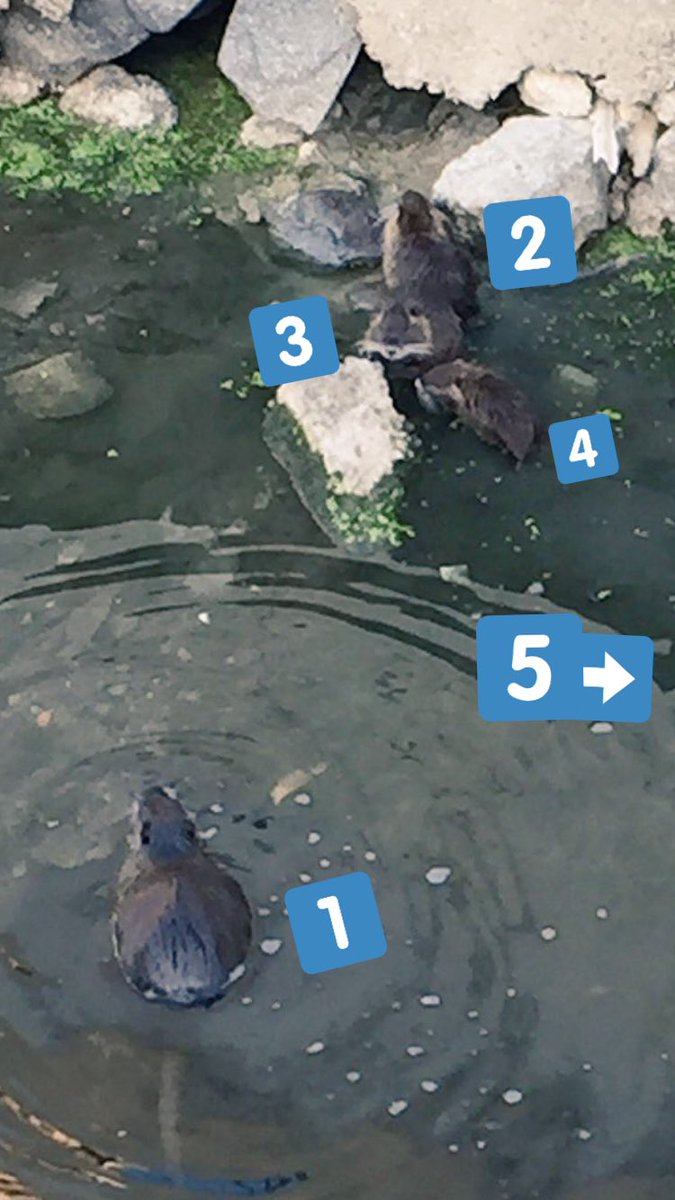 Minami On Twitter 気持ち悪いのでするつもりは毛頭無いが 笑 気になったのでお役所の知り合いに聞いてみたところ 捕獲は狩猟資格やら何やら持ってないと違反だそうだ へぇ ヌートリア 笹ヶ瀬川