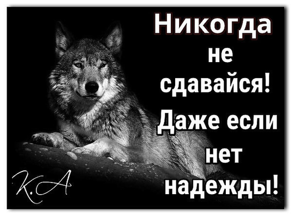 Картинка с волком и надписью никогда не сдавайся, картинки