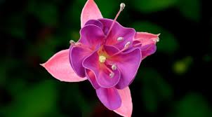 Google is working on a mysterious new OS called Fuchsia #IoT extremetech.com/computing/2336…