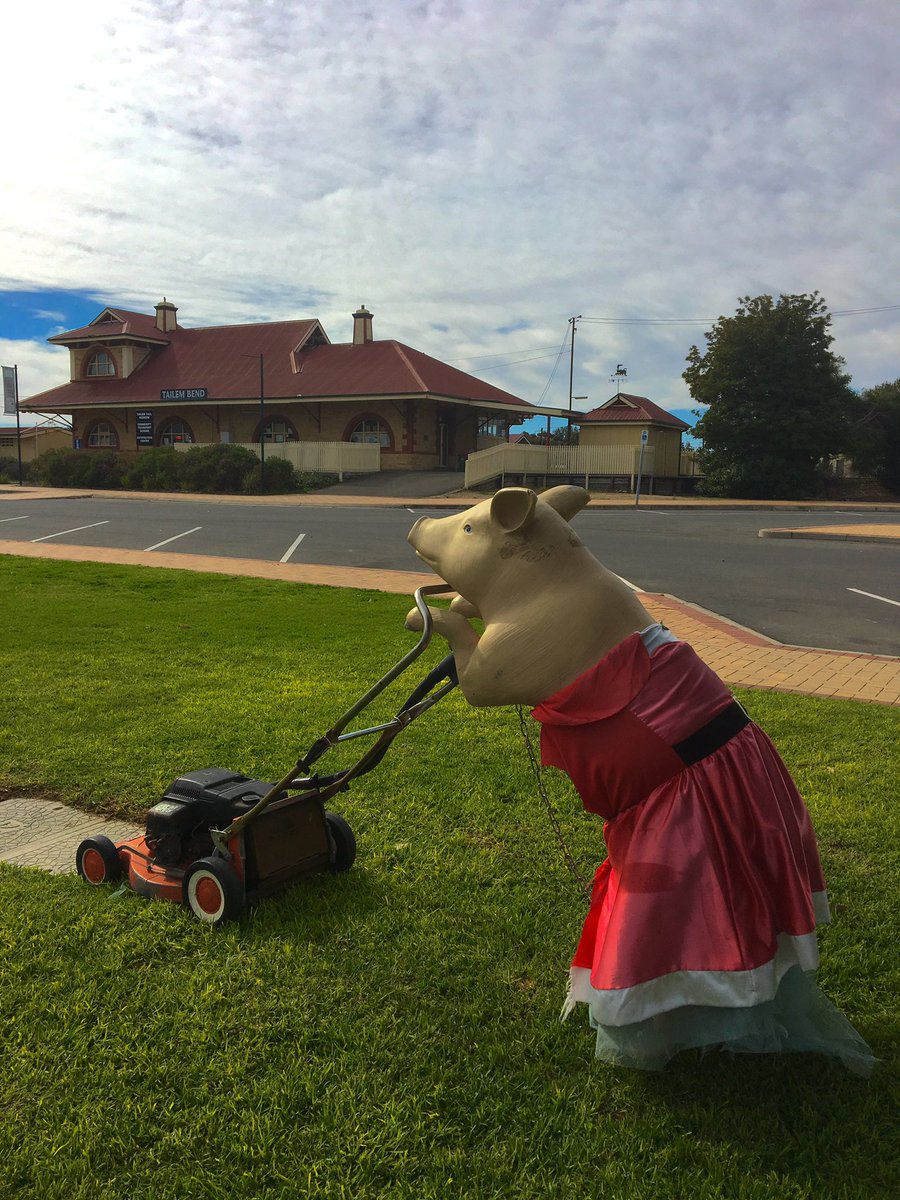 SA4U's tweet photo. And this little piggy was mowing the lawn at Tailem Bend https://t.co/rAsmKHqyo1