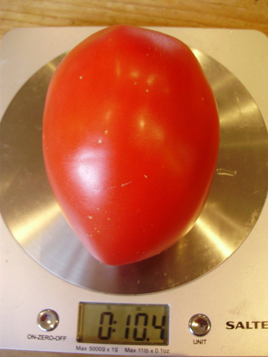 nickykylegarden's tweet image. #ATomatoADay Amish Paste. Sensational when cooked. Essential for the ultimate #tomato sauce. #Organic #gyo #peatfree