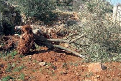Army Uproots Olive Trees Near Tulkarem dlvr.it/M2qqmG