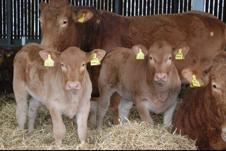 Southdevons_'s tweet photo. #southdevons #beef #pedigree https://t.co/aIPTz0uBoG