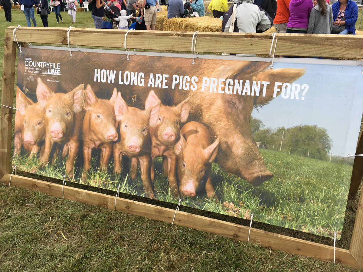 GBpork's tweet image. Do you know the answer? #AskTheFarmer .... it's 3 months, 3 weeks, 3 days! @Countryfilelive