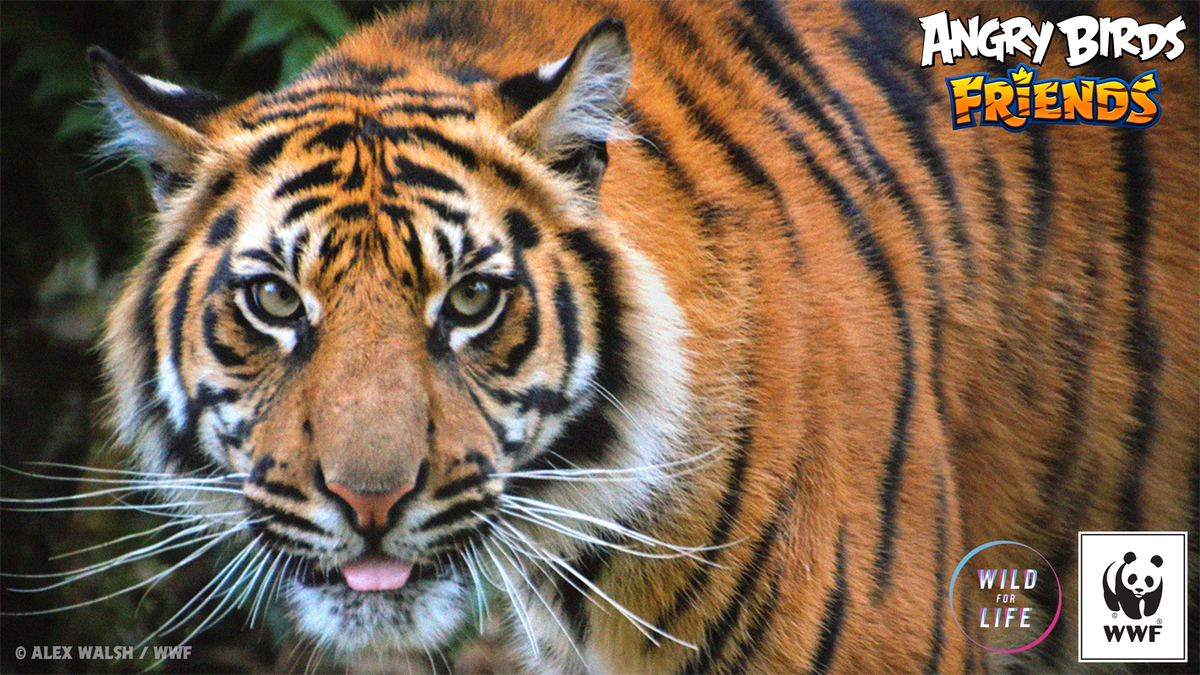 WWF's tweet photo. Thanks @Angrybirds for saving tigers in #AngryBirdsFriends. Real wild tigers are still endangered. Spread the word! https://t.co/416GHkUCXG