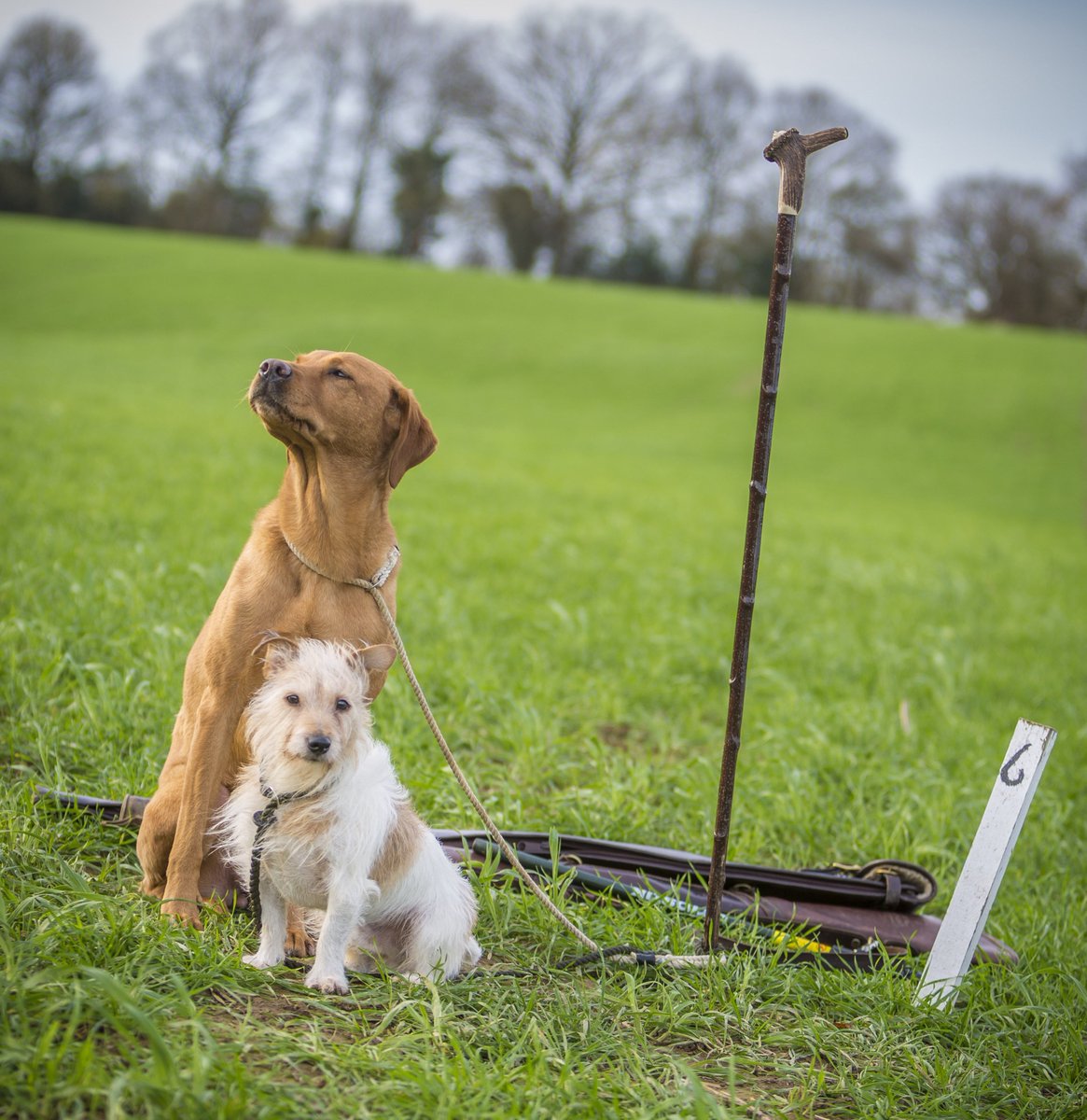 ASI_Guns's tweet photo. Early season Partridge or full on pheasants, we all need that perfect shooting buddy! #Friends #Outdoors #ASIGuns https://t.co/ZViYiNoigb