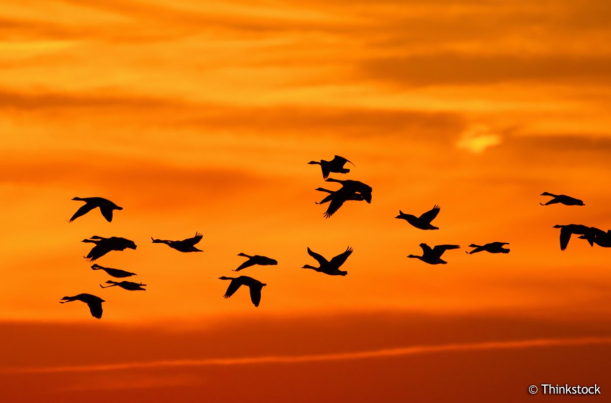 environmentca's tweet image. #Hunters: #DYK you can now buy &amp;amp; print your #HuntingPermit for #MigratoryBirds online? ow.ly/oUWr302TZxy