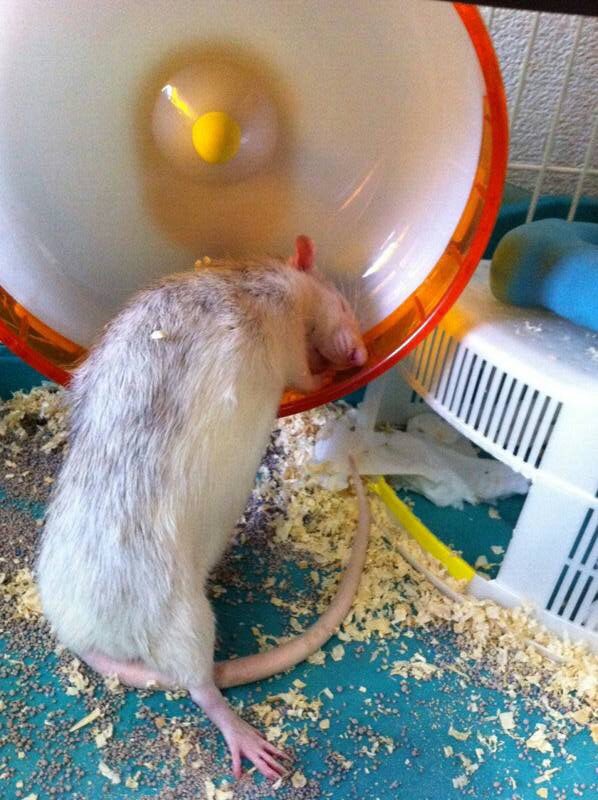 こげセン C100ありがとうございました ラットを飼い始めて数年経ちますが 未だかつてコイツ 初代ラット マロ 以上に酷い寝相を見たことがありません 回し車に突っ伏して寝るとか何なんだよもう ファンシーラット T Co Vrebgtugdy Twitter