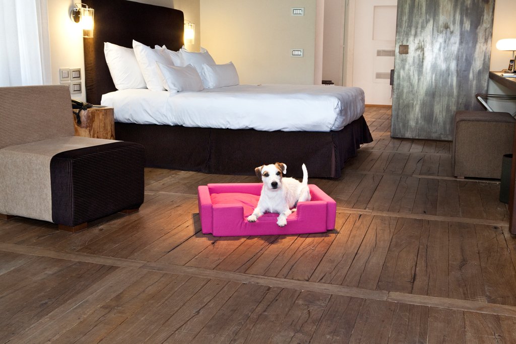 GvLive's tweet photo. Non lasciare Bobby solo, in #hotel può entrare https://t.co/YAklakh2DD #PetFriendly #dogfriendly #AboutHotel https://t.co/rbGM3e22oC