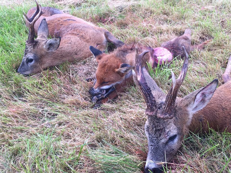 rincondecaza's tweet photo. Otra foto más del éxito de la salida a los corzos Escocia.
 #hunting #caza #rececho #corzo #roedeer #hattrick #campo https://t.co/3QNRCZN5jo