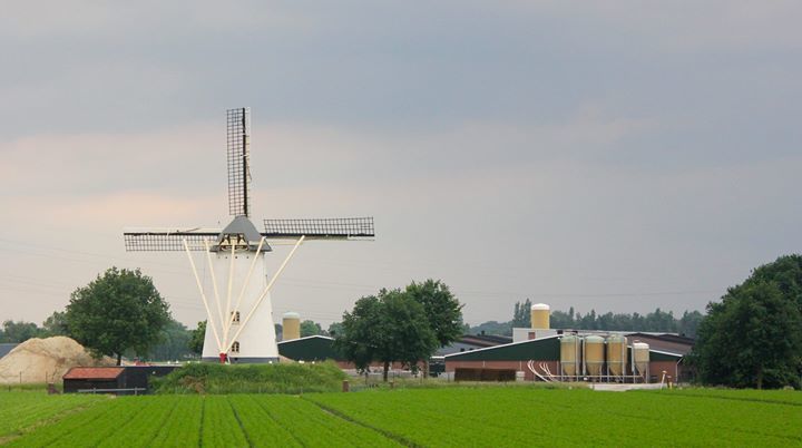 stevebates's tweet photo. Windlust https://t.co/BjMPqhZiCD #limburg #windmill #holland #netherlands #landscapephotography #roeven #windlust โฆ https://t.co/8ySJr1qPVQ