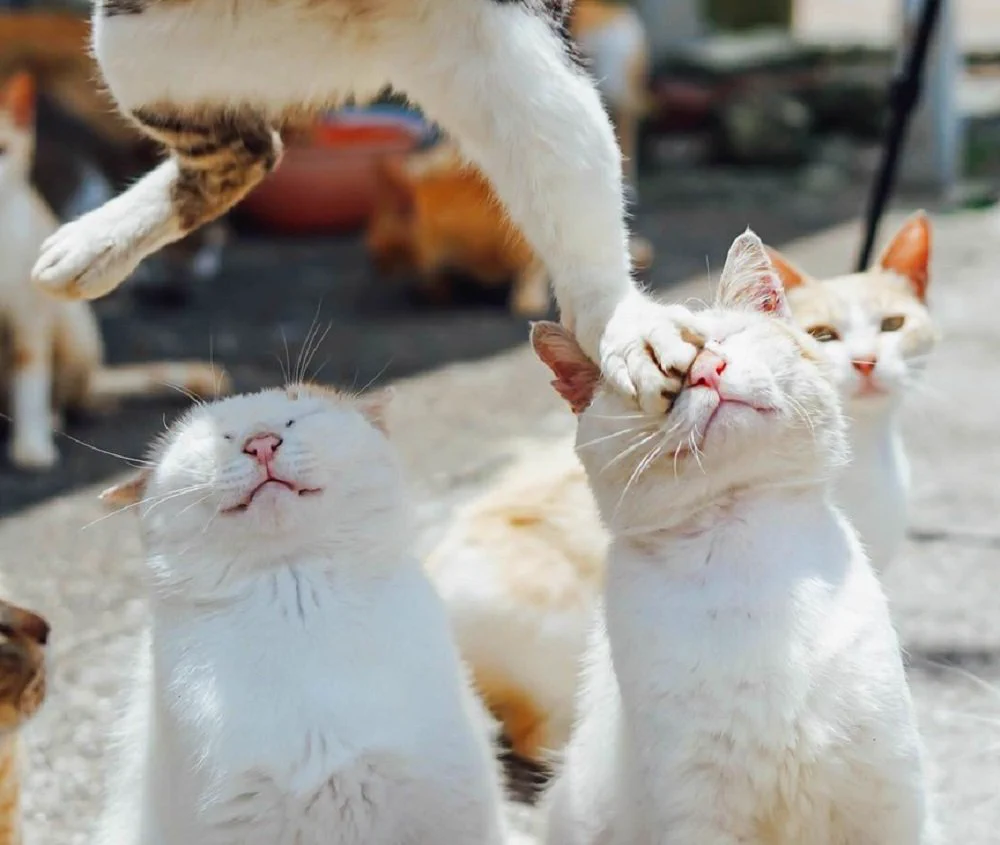 踏み台にされている猫ww顔面踏まれてめちゃくちゃ痛そう