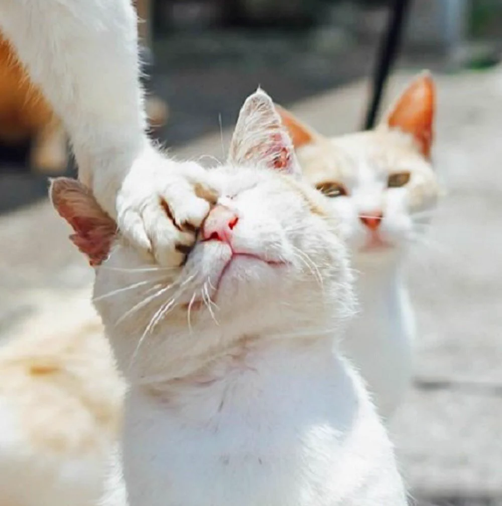 踏み台にされている猫ww顔面踏まれてめちゃくちゃ痛そう