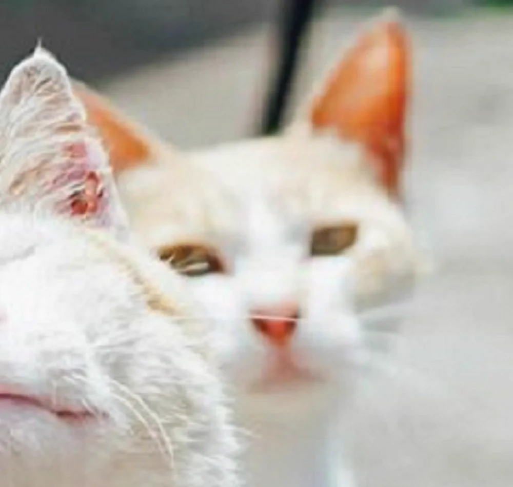 踏み台にされている猫ww顔面踏まれてめちゃくちゃ痛そう