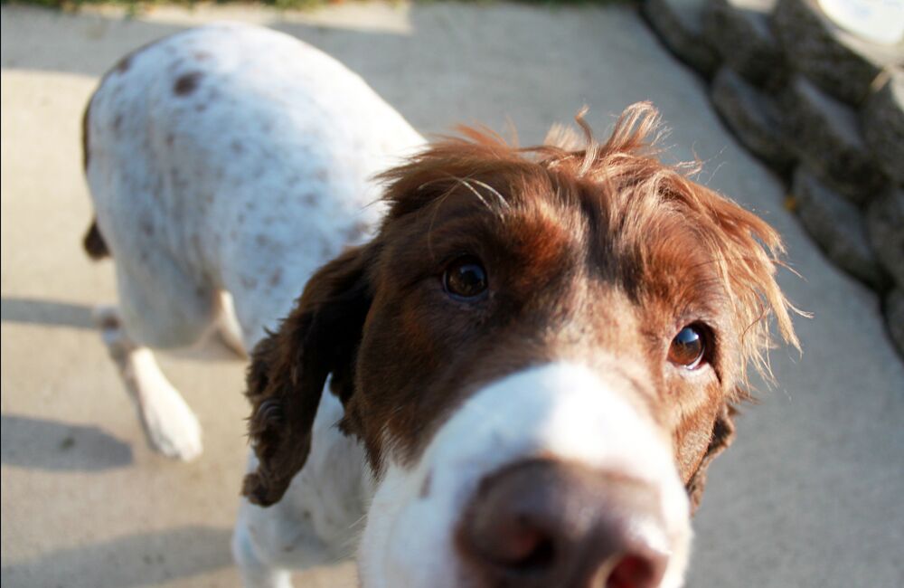 WorldTradeMedia's tweet photo. Brazilian pet food group looks to strengthen China ties. https://t.co/tGbAtL21eM