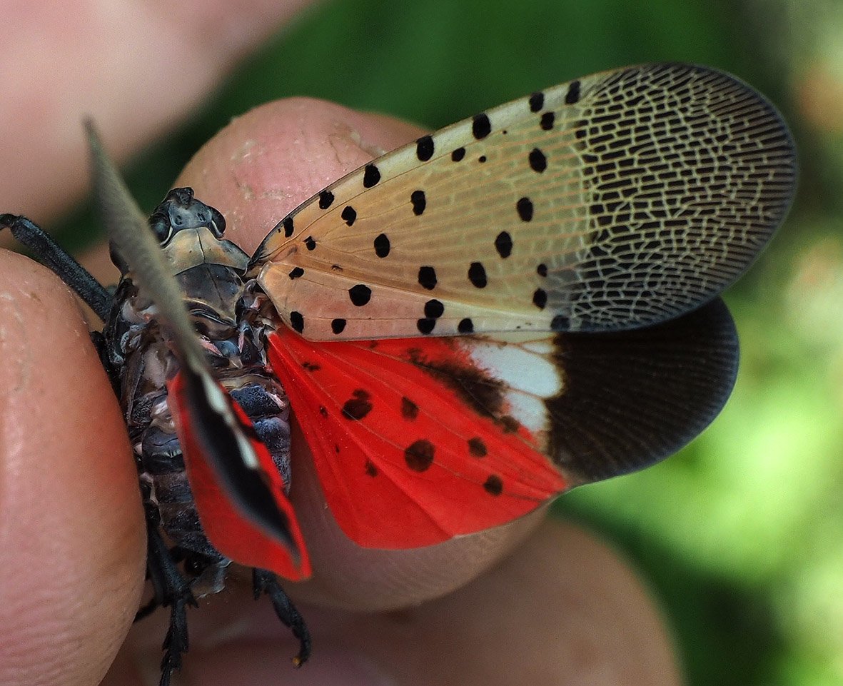Rikio Matsumoto Kabuo Kun シタベニハゴロモという移入種です 石川県に入って分布拡大中 Twitter