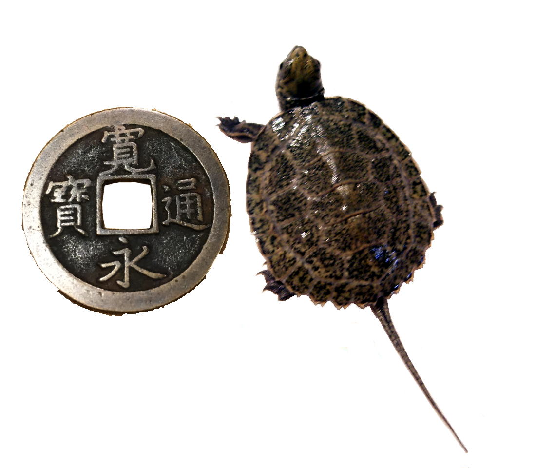 最速 銭亀 飼い方