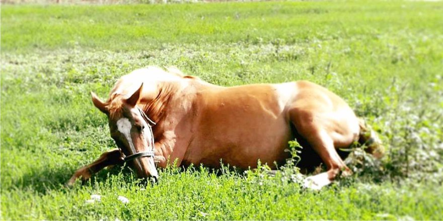 TenutaTambaro's tweet photo. I nostri splendidi esemplari vivono in un ambiente creato per il loro benessere... amiamo i cavalli e gli animali! https://t.co/NS4gOWIEod