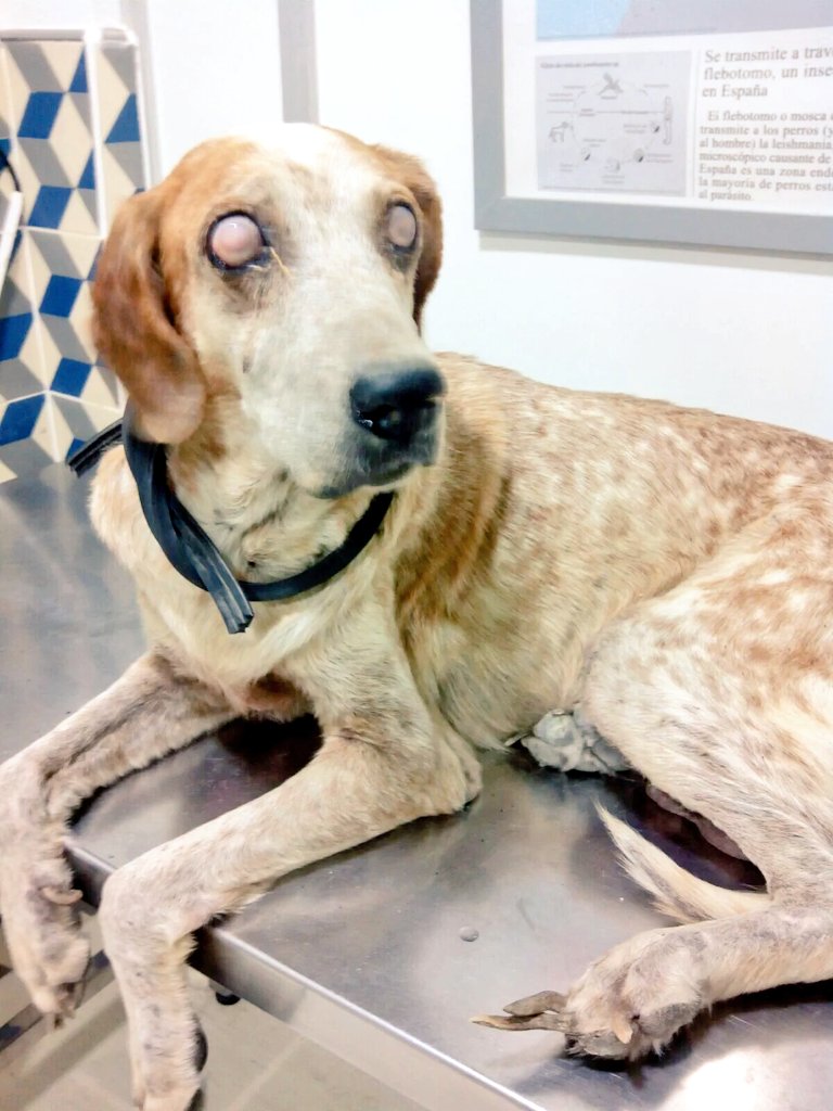 adoptaunavidaMD's tweet photo. Queremos compartir este caso de crueldad: rescatada del abandono cieguita... Busca un hogar y ser feliz 680453148 😢💔 https://t.co/tSiGXgD8Am