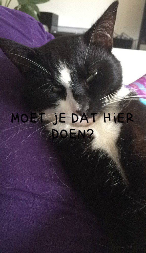 anneleis's tweet photo. JA KEVIN JA!
IK MOET DAT HIER DOEN!
Love you kisskiss ❤️ #telekitty #evamouton https://t.co/aZN89TJ9uq