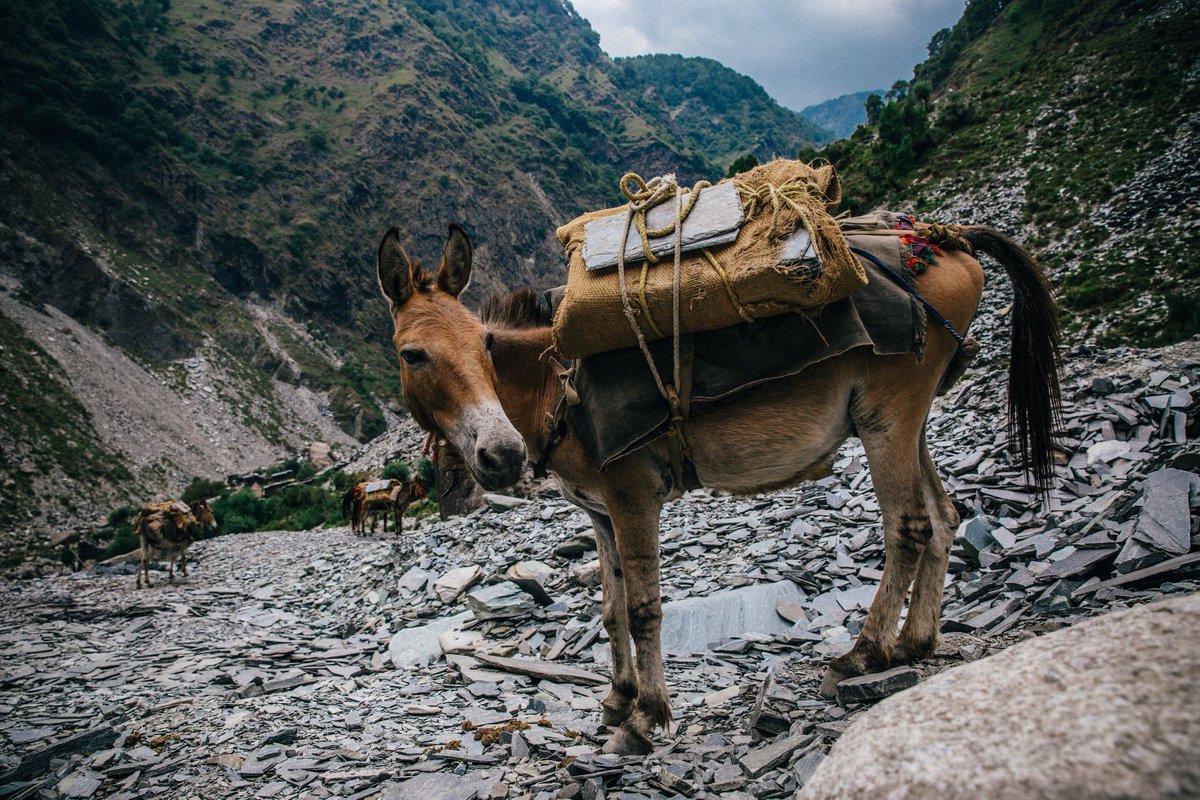 AMinded2's tweet photo. RT @TheBrooke: #ThingsToDoInAWaitingRoom About working horses, donkeys and mules worldwide! https://t.co/YJLeqMeZ3q https://t.co/WXvtWvELlH