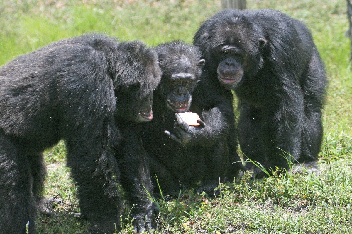 UndergroundMgzn's tweet photo. NEWS: Group of chimps still using stone tools like total fucking morons https://t.co/KT4KcE3wAd