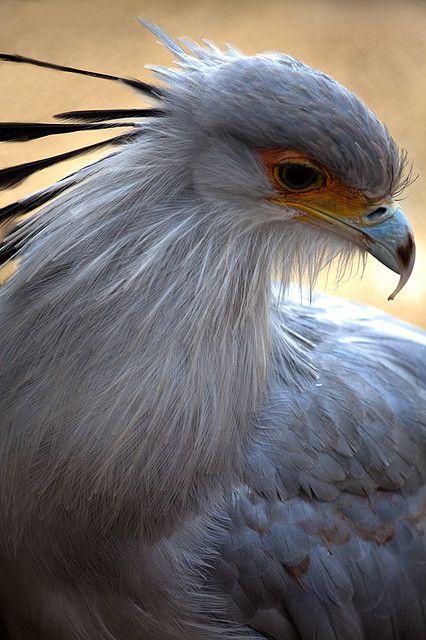 _bilge_e's tweet photo. Sekreter Kuşu / Secretary Bird https://t.co/WtN4QgQ4hn