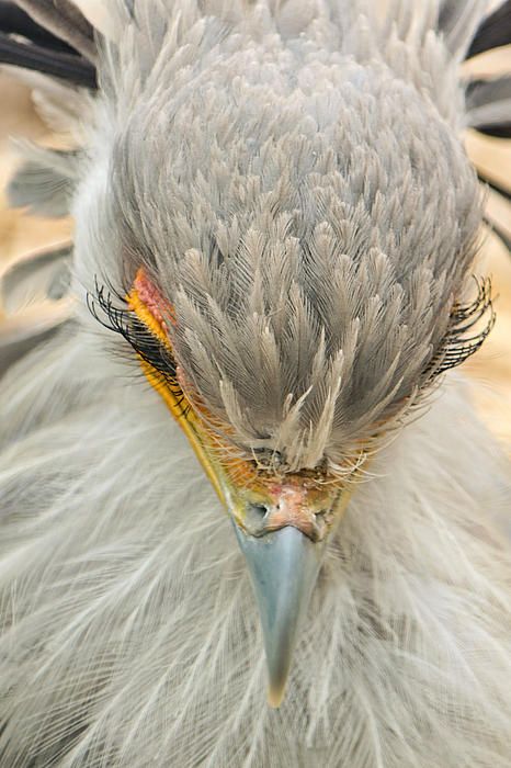_bilge_e's tweet photo. Sekreter Kuşu / Secretary Bird https://t.co/WtN4QgQ4hn
