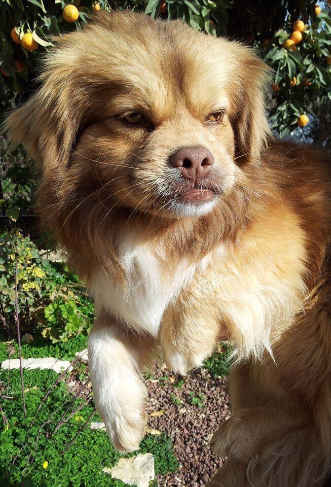 missingpets505's tweet photo. Please RT #FindSherlock #TibetanSpaniel #MissingDog 21/03/14 #Ilkey #WestYorkshire #scanme @FindSherlock https://t.co/IAsIdHSIbW