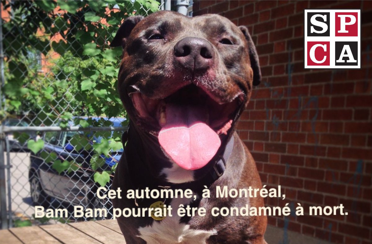 SPCA de Montréal tweet media