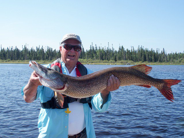 WildernessNorth's tweet image. WOW! Bob pulled this 45 inch #Pike out of the waters near #StrikersPoint this week! #GoWildGoNorth #Fishing