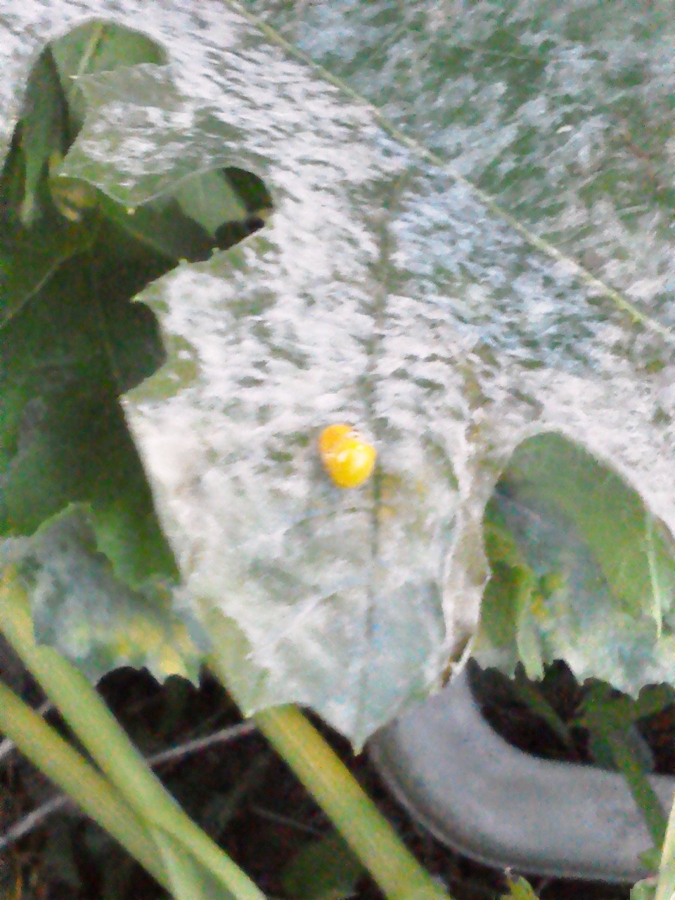 تويتر 鶴見済 ０円で生きる 発売中 على تويتر ズッキーニがうどんこ病で死にかけていたところ 黄色い虫が繁殖してきた うどんこ病菌を食べて生きているキイロテントウだという 素晴らしい うどんこ病の農薬なんか作らないで この虫を売ればいい T