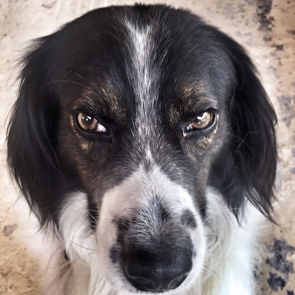 simlewis's tweet photo. Meet Bobby! The Famous #dog of #chrani he even has his own #Facebook page. https://t.co/aTwRHcNszs
