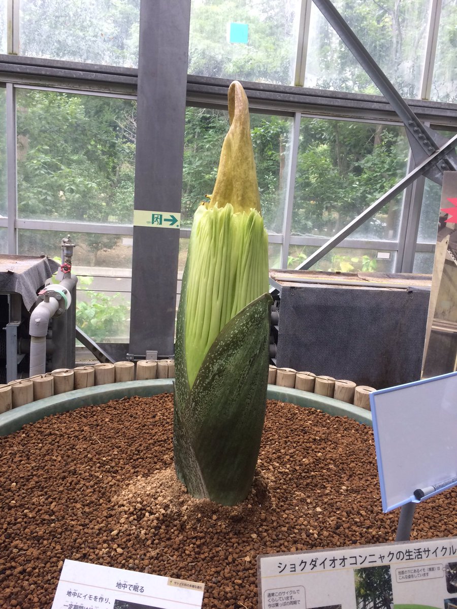 2年ぶり 3度目の奇跡 世界最大の花 ショクダイオオコンニャク が筑波実験植物園で間もなく開花 Togetter