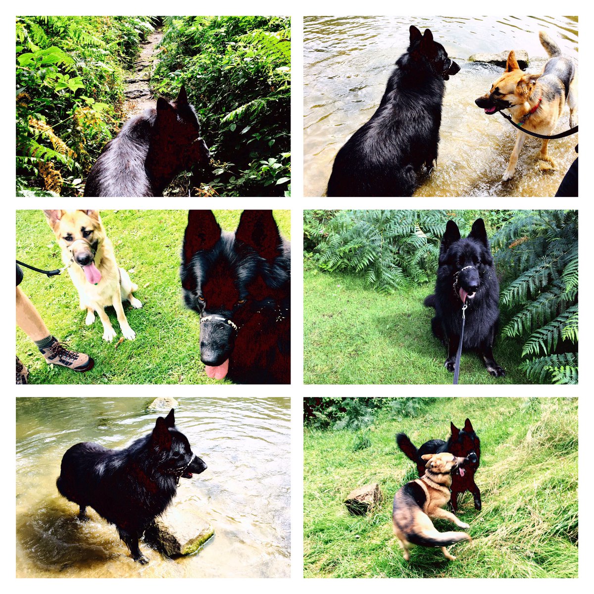 JessikaaMartinn's tweet photo. Lovely walk by the canal! #dogs #dogsoftwitter #gsd #walkies https://t.co/YDf5M9wm05