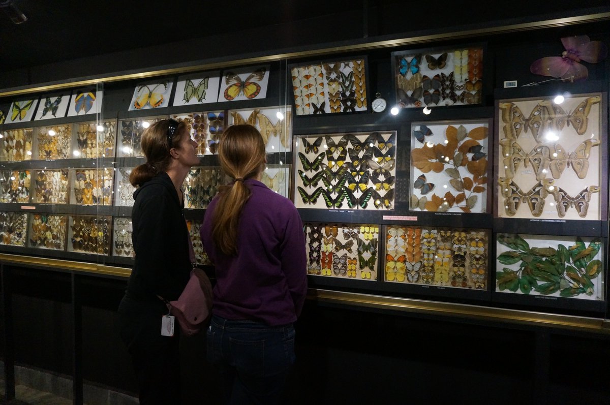 LaurasWildLife's tweet image. Accidentallyonpurpose spent road trip in dark room full of dead #insects #fieldbiologistproblems #biologistproblems