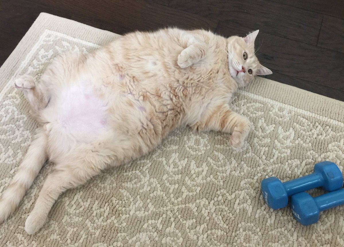 riley_fat's tweet photo. Leg days are killer! Especially when you have 4 legs 😹😹😹😹 #workoutssuck #legdays #ratherbefat https://t.co/h50qMpt8wl