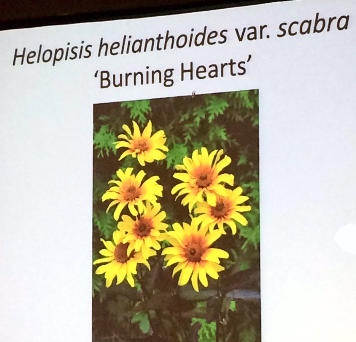 seanjamesdesign's tweet photo. Another lovely #Nativar at the #PPAMn #NewPlantForum - Burning Hearts Perennial #Sunflower: unusual and useful! https://t.co/55o9wUP0Om