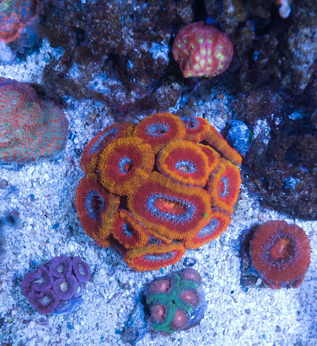 NanoBoxReef's tweet photo. Check out our favorite acans in our Lagoon tank. Unreal! What is your favorite variation? #nanobox #reefpack #reef https://t.co/RZG2iuYiJT