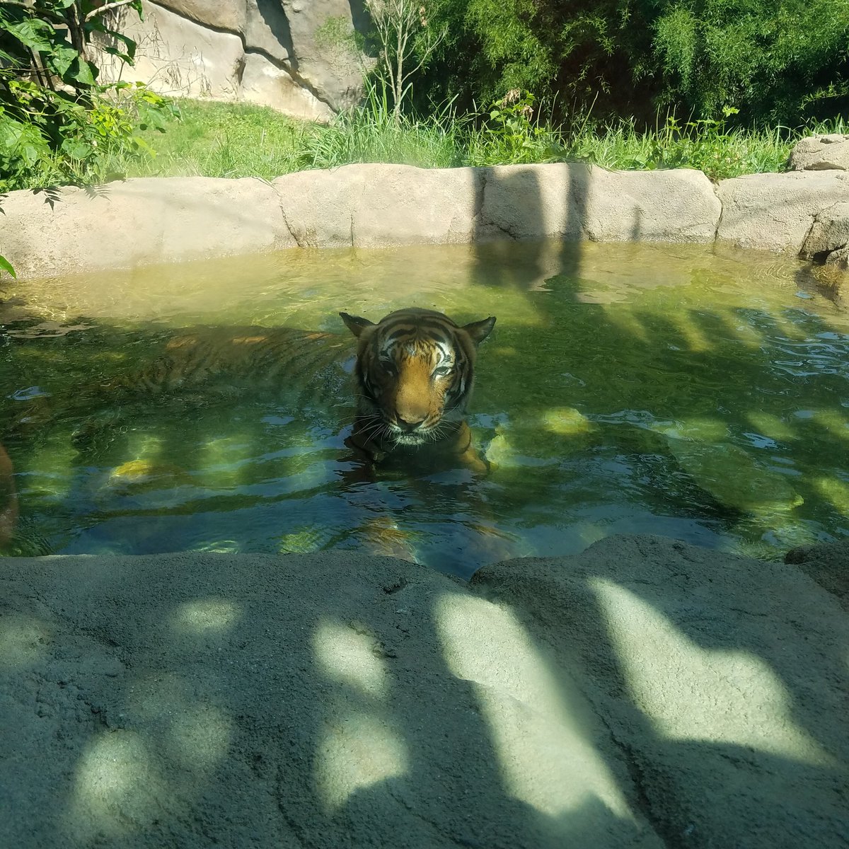 KimSwisshelm's tweet photo. @CincinnatiZoo https://t.co/xoeb3KR4uH
