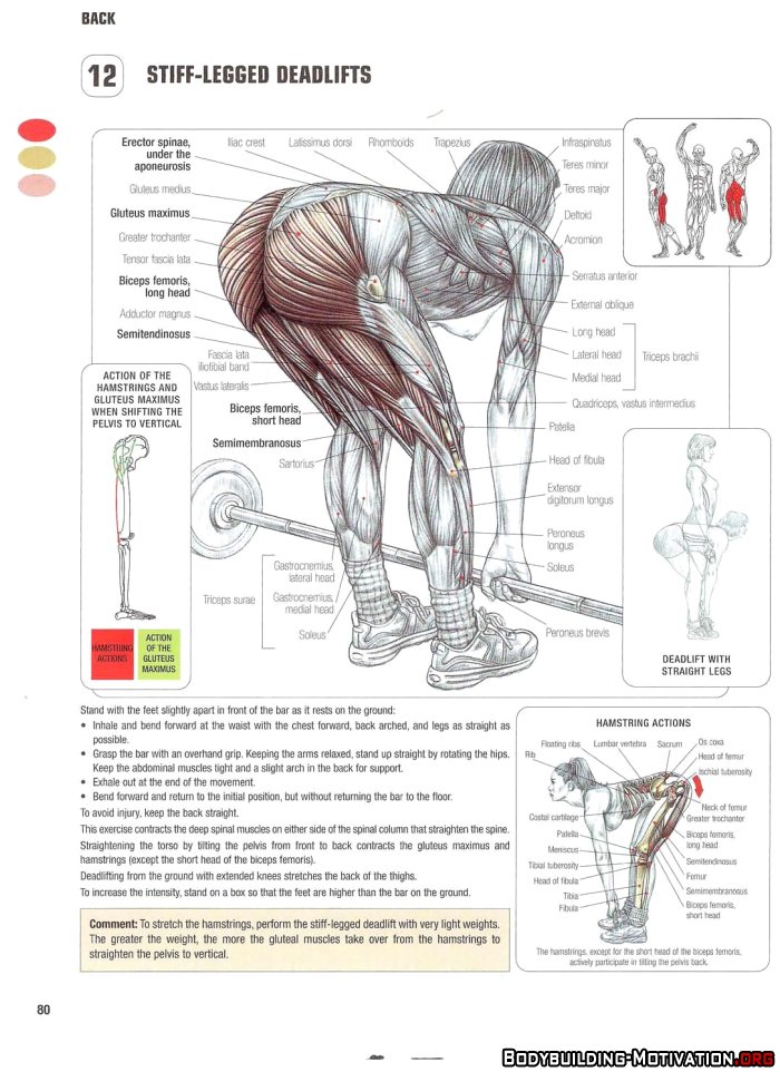 FitStevesTips's tweet photo. For the posterior chain. Go heaver = more glutes. Go lighter/ more reps = more hams https://t.co/L8RcG8QIuD