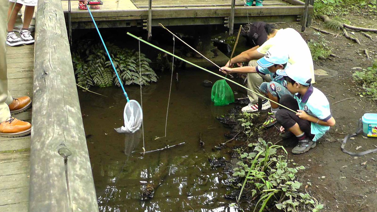 東京散歩 夢のまた夢 Sur Twitter ホタル生育地外の池には天敵のザリガニが繁殖しているようで 近所の子供達がザリガニ釣りをして削減しています また トカゲ取りを楽しむ3人組もいました どこか田舎の風景でした 赤羽自然観察公園