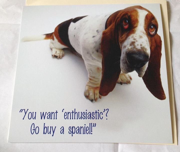 Hampshire Basset Hounds (@southhantsbass) on Twitter photo 