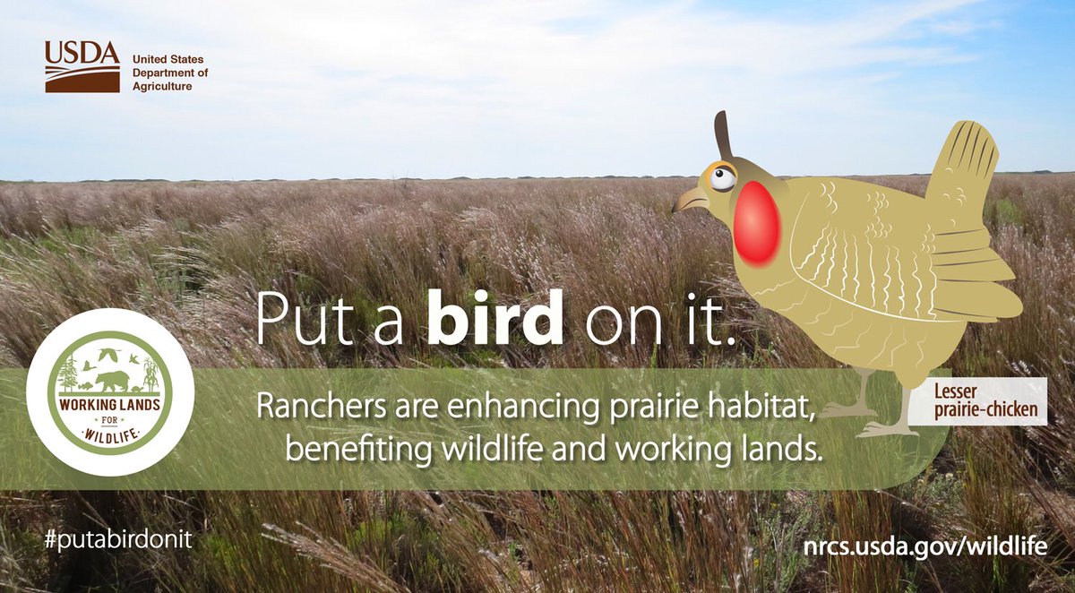 USDA_NRCS's tweet photo. No prairie is complete without lesser prairie-chickens. https://t.co/3pzwxpoCr4  #putabirdonit https://t.co/DlrUPwDb4W