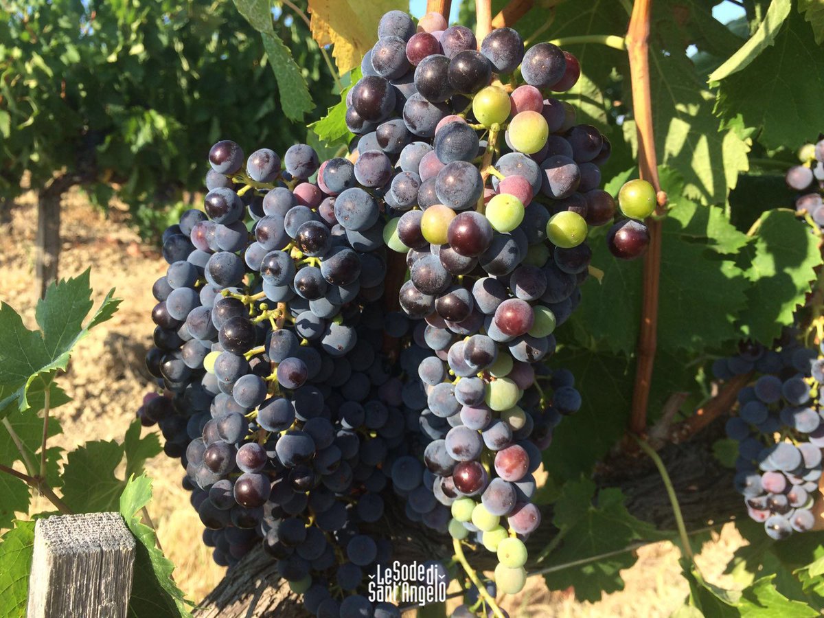 sodesantangelo's tweet photo. Véraison:A Spectacular colour changing of our #Merlot #grapes 
to the perfect ripe.#Sodesantangelo #Tuscany #wine https://t.co/RBAEW2SbTS