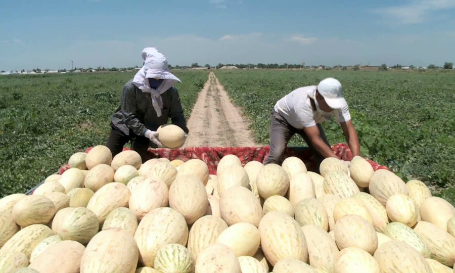 KZEmbassyCA's tweet photo. It is melon and #watermelon harvest time in #Kazakhstan Guess which melon is called "Torpedo" #watermelonpool2016 https://t.co/29BajwInB4