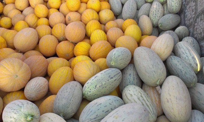 KZEmbassyCA's tweet photo. It is melon and #watermelon harvest time in #Kazakhstan Guess which melon is called "Torpedo" #watermelonpool2016 https://t.co/29BajwInB4