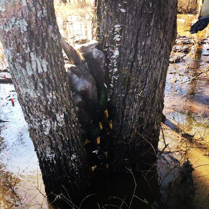 "It's the sound of whistles and jets overhead, that makes the sportsman  bow his head." 
#TraditionGameCalls
