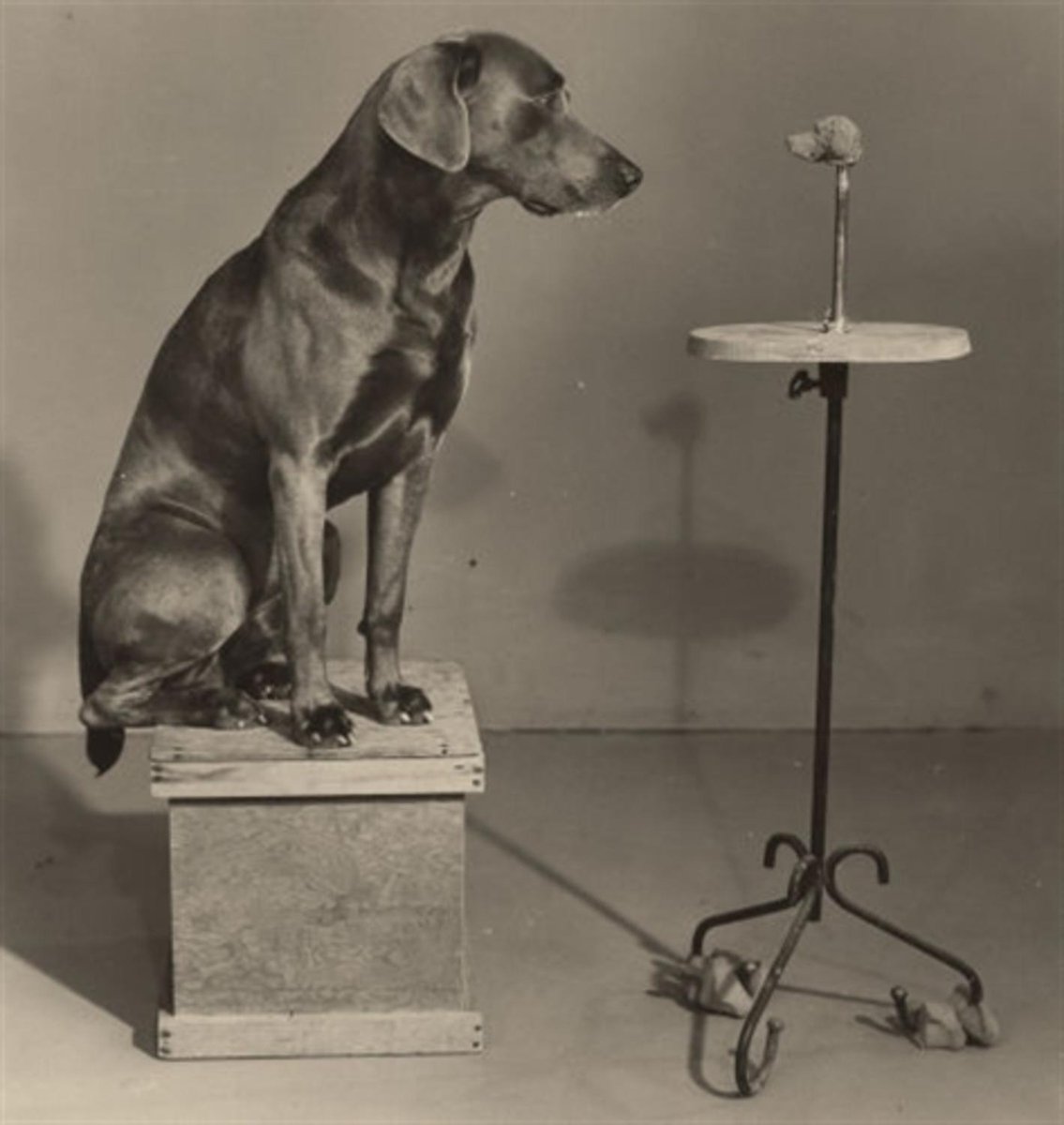 wegman_william's tweet photo. Contemplating the Bust of Man Ray, 11×14in, Sold for $3,480 USD #williamwegman https://t.co/t8XyPsWUqz https://t.co/hdF92CDGIQ