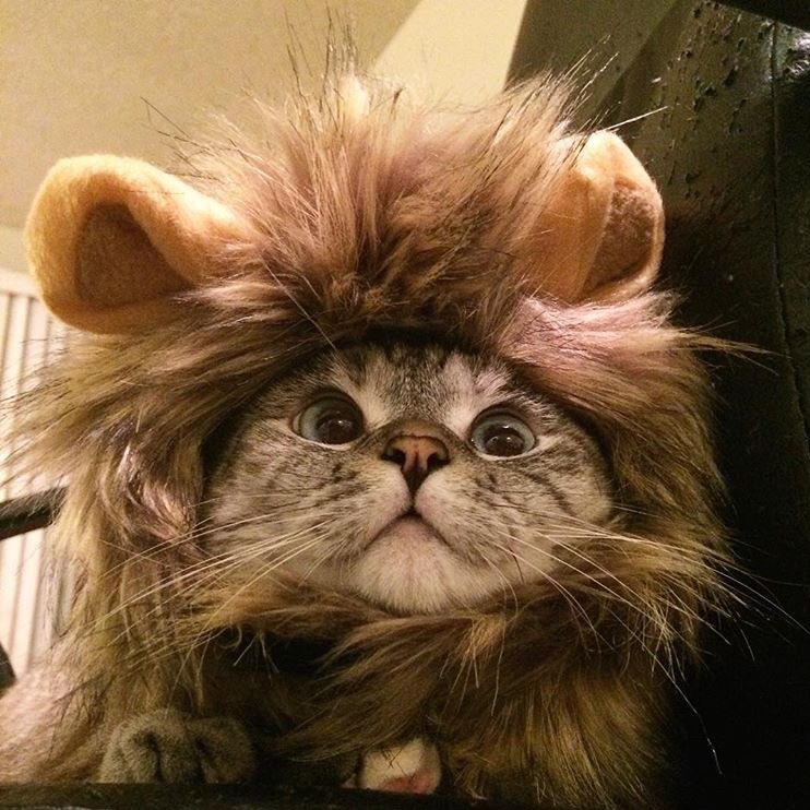 gvllom's tweet photo. 🦁 https://t.co/h6nybhE3qb